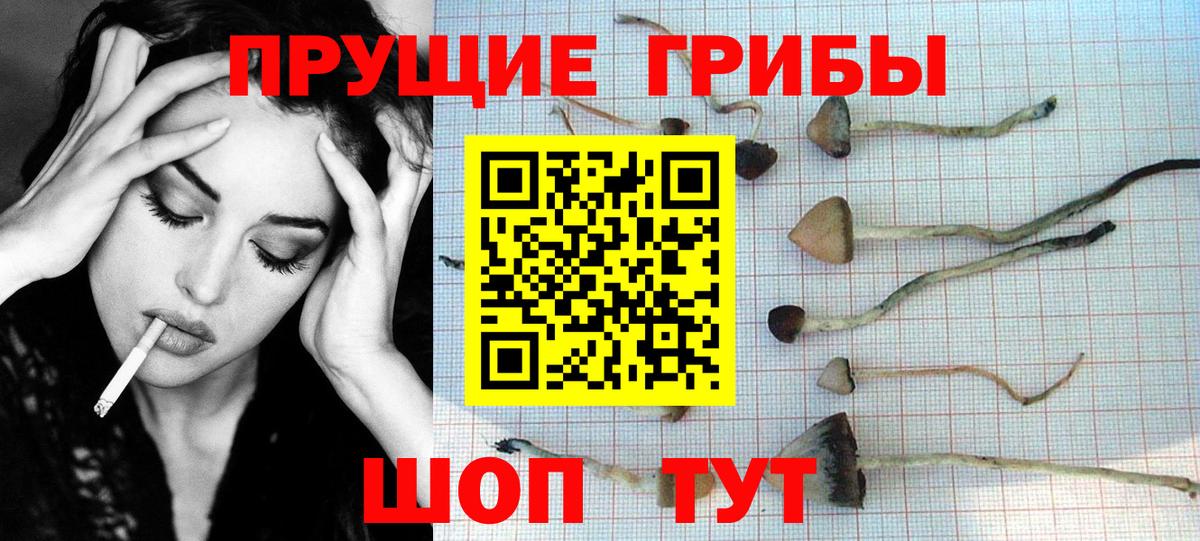 Псилоцибиновые грибы Psilocybine cubensis Сибай